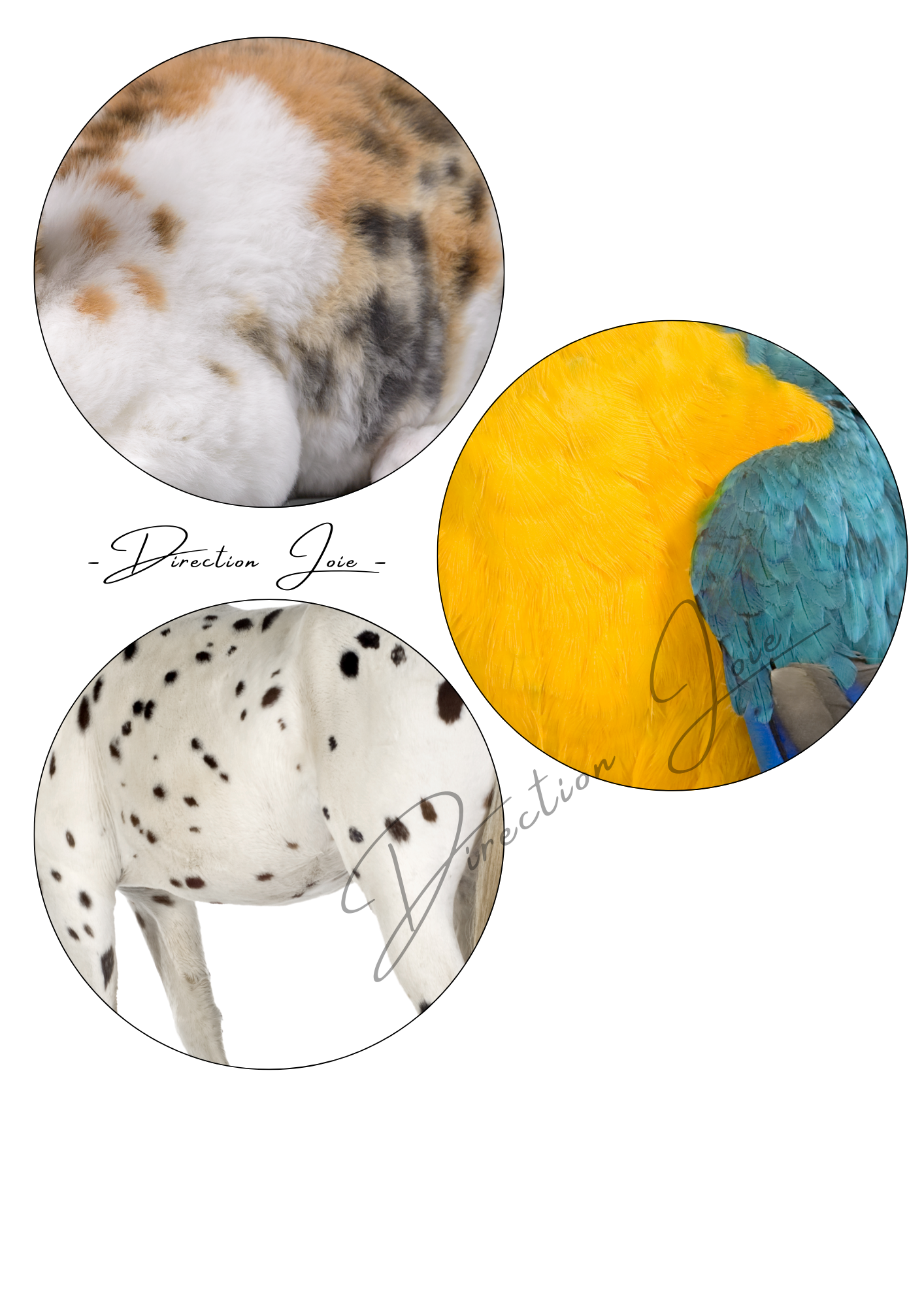 💻 Mon Tout Petit Cahier - Les animaux